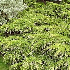 Juniperus pfitzeriana aurea for sale  Delivered anywhere in Ireland