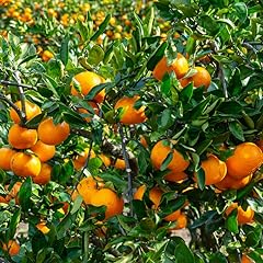 Live satsuma tree for sale  Delivered anywhere in USA 