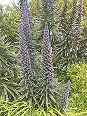 Echium pininana plug for sale  Delivered anywhere in UK