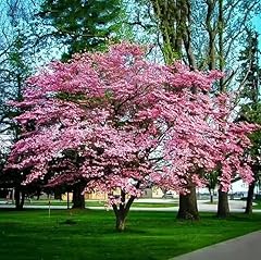 Pink flowering dogwood for sale  Delivered anywhere in USA 