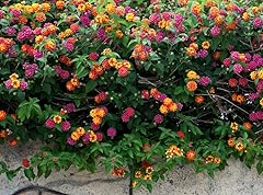 Clovers garden lantana for sale  Delivered anywhere in USA 