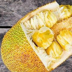 Jackfruit tree tropical for sale  Delivered anywhere in USA 
