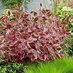 Sgt. pepper cornus for sale  Delivered anywhere in USA 