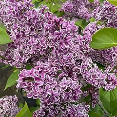 Lilac bushes live for sale  Delivered anywhere in USA 