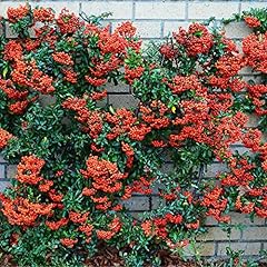 Red firethorn hedging for sale  Delivered anywhere in UK