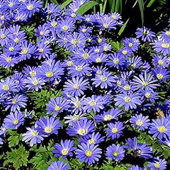 Anemone blanda blue for sale  Delivered anywhere in UK