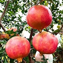 Pomegranate live tree for sale  Delivered anywhere in USA 