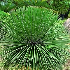 Agave geminiflora agave usato  Spedito ovunque in Italia 