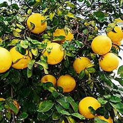 Meyer lemon tree for sale  Delivered anywhere in USA 