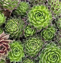 Hen chick succulent for sale  Delivered anywhere in USA 