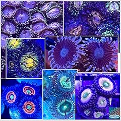 Coralslover live saltwater for sale  Delivered anywhere in USA 