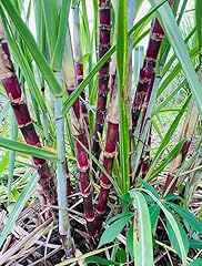 Set sugarcane plants for sale  Delivered anywhere in USA 