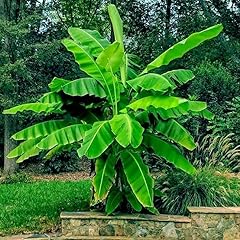 Musa dwarf cavendish for sale  Delivered anywhere in USA 