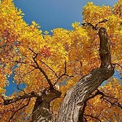 Tulip poplar tree for sale  Delivered anywhere in USA 