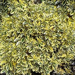 Gardeners dream euonymus gebraucht kaufen  Wird an jeden Ort in Deutschland