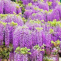 Purple wisteria plant for sale  Delivered anywhere in USA 
