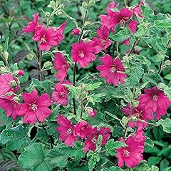 Gardenersdream lavatera burgun for sale  Delivered anywhere in UK