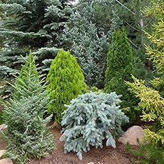 Mixed evergreen conifers for sale  Delivered anywhere in UK