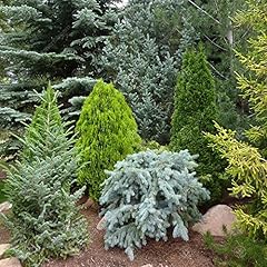 Gardenersdream mixed conifer for sale  Delivered anywhere in UK