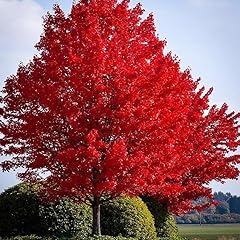 Red maple seeds for sale  Delivered anywhere in USA 
