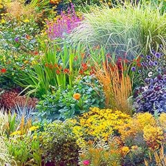 Large perennial border for sale  Delivered anywhere in UK