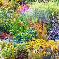 Perennial border collection for sale  Delivered anywhere in UK