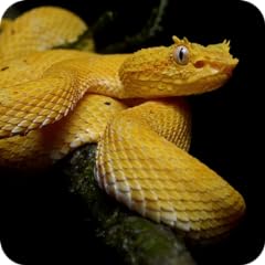 Venomous snakes us for sale  Delivered anywhere in UK