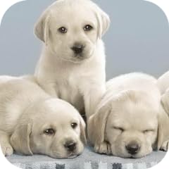 Amazing puppies for sale  Delivered anywhere in USA 