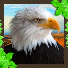 Wildlife angry eagle for sale  Delivered anywhere in USA 