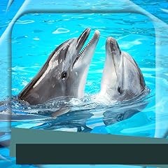 Dolphins photo frames for sale  Delivered anywhere in USA 