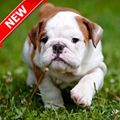 Pitbull pup wallpaper for sale  Delivered anywhere in USA 