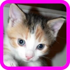 Cute adorable kittens for sale  Delivered anywhere in USA 