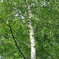 Silver birch 6ft for sale  Delivered anywhere in UK