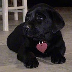 Black lab puppie for sale  Delivered anywhere in USA 