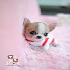 Mini chihuahua puppies for sale  Delivered anywhere in USA 