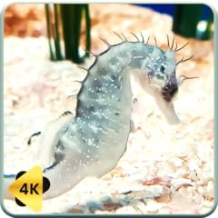Relaxing ocean life for sale  Delivered anywhere in UK