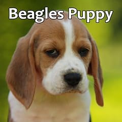 Beagles puppy for sale  Delivered anywhere in USA 