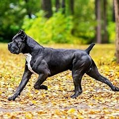 Cane corso dog for sale  Delivered anywhere in USA 