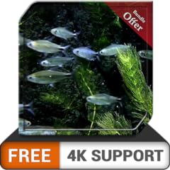 Free small fish for sale  Delivered anywhere in USA 
