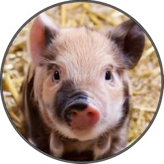 Cute funny pig for sale  Delivered anywhere in USA 