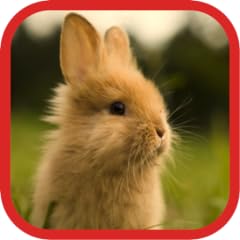 Cute rabbit wallpapers for sale  Delivered anywhere in USA 