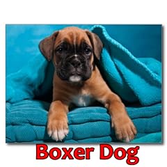 Boxer dog for sale  Delivered anywhere in UK