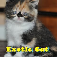 Exotic cat for sale  Delivered anywhere in UK