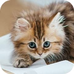 Adorable kitten for sale  Delivered anywhere in USA 