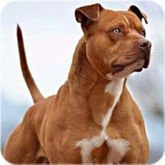 Pitbull wallpaper american for sale  Delivered anywhere in USA 