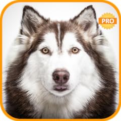 Siberian husky wallpapers for sale  Delivered anywhere in USA 