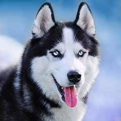 Talking siberian husky for sale  Delivered anywhere in USA 