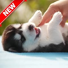 Husky pup wallpapers for sale  Delivered anywhere in UK