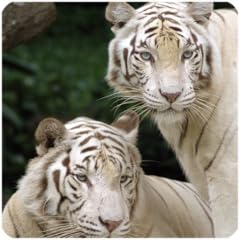 Animal white colorsound for sale  Delivered anywhere in UK