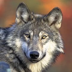 Wolf wallpapers for sale  Delivered anywhere in UK